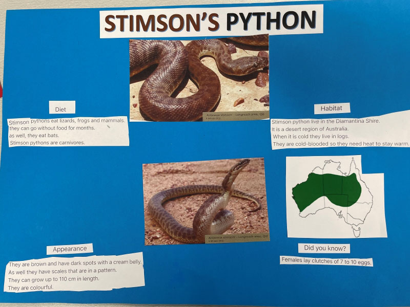Student work about Stimson's Pythons
